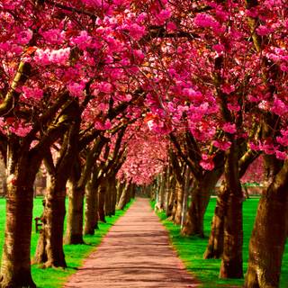 2560x1440 spring wallpaper