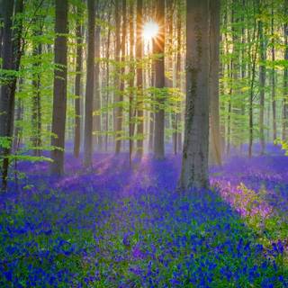 2560x1440 spring wallpaper