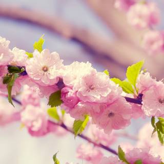 2560x1440 spring wallpaper