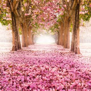 2560x1440 spring wallpaper