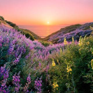 San Francisco spring wallpaper