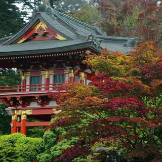 San Francisco spring wallpaper