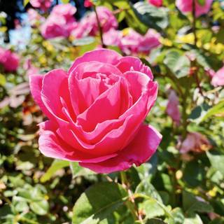 San Francisco spring wallpaper