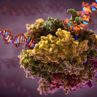 Transcription wallpaper