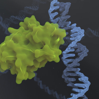 Transcription wallpaper