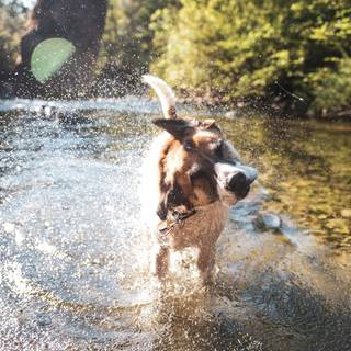 Dogs in water wallpaper