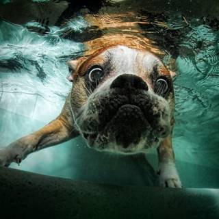 Dogs in water wallpaper