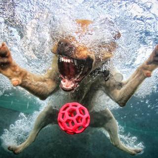 Dogs in water wallpaper
