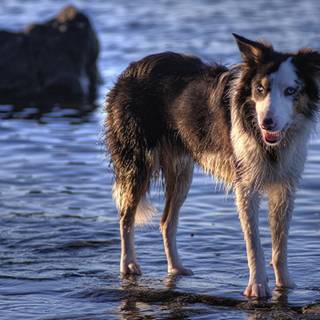 Dogs in water wallpaper