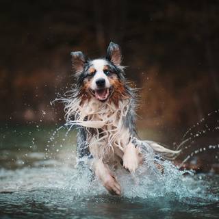 Dogs in water wallpaper