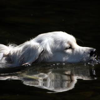 Dogs in water wallpaper