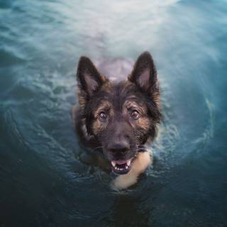 Dogs in water wallpaper