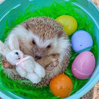 Hedgehog Easter wallpaper