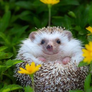 Hedgehog Easter wallpaper