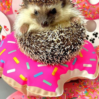 Hedgehog Easter wallpaper