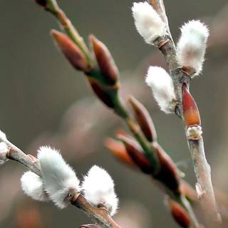 Nearly spring wallpaper