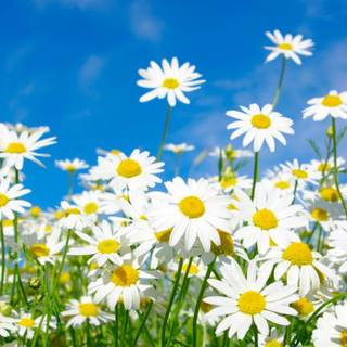 Nearly spring wallpaper