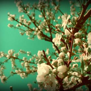 Nearly spring wallpaper