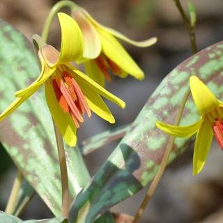 Nearly spring wallpaper