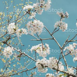 Nearly spring wallpaper