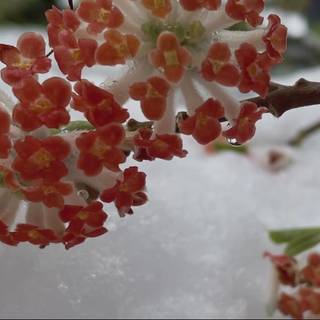 Nearly spring wallpaper