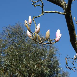 Nearly spring wallpaper