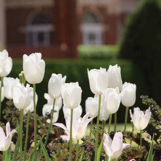 Nearly spring wallpaper