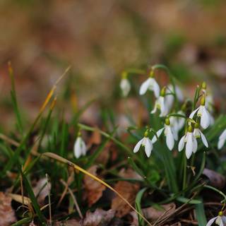 Nearly spring wallpaper