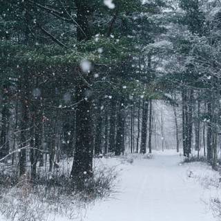 Dark winter PC wallpaper