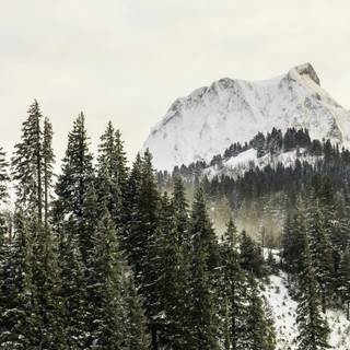 Winter tree iPhone wallpaper