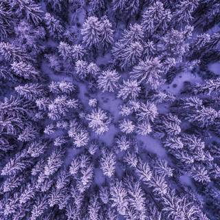Winter tree iPhone wallpaper