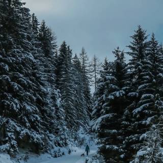 Winter tree iPhone wallpaper