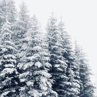 Winter tree iPhone wallpaper