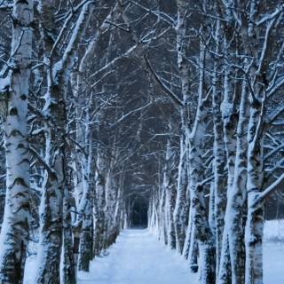 Winter tree iPhone wallpaper