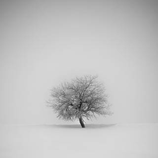 Winter tree iPhone wallpaper