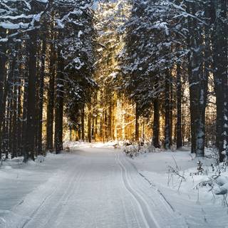 Winter tree iPhone wallpaper