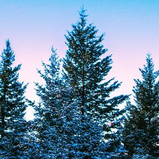 Winter tree iPhone wallpaper
