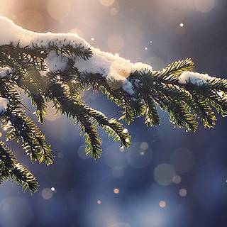 Winter tree iPhone wallpaper