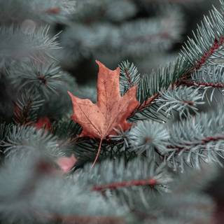 Winter tree iPhone wallpaper