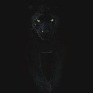 Puma black wallpaper
