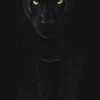 Puma black wallpaper