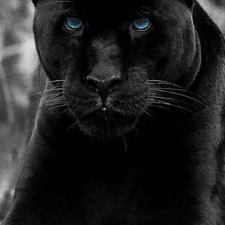 Puma black wallpaper