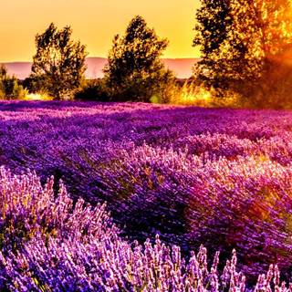 South France wallpaper