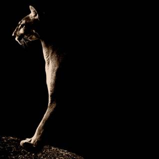 Puma black wallpaper