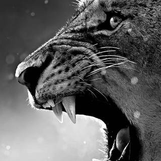 Puma black wallpaper