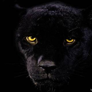 Puma black wallpaper