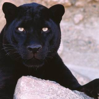 Puma black wallpaper