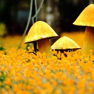 Yellow mushroom wallpaper