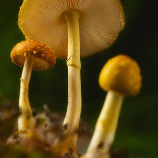 Yellow mushroom wallpaper