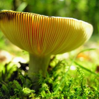 Yellow mushroom wallpaper